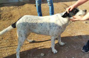 Hund in Vermittlung bei PfotenFreunde Sardinien e.V. - Nunzia