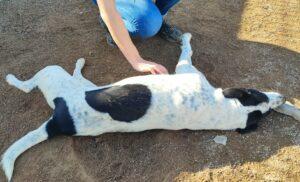 Hund in Vermittlung bei PfotenFreunde Sardinien e.V. - Nunzia