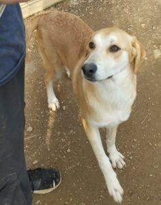 Hund in Vermittlung bei PfotenFreunde Sardinien e.V. - Porche