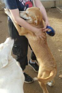 Hund in Vermittlung bei PfotenFreunde Sardinien e.V. - Porche