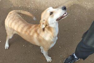Hund in Vermittlung bei PfotenFreunde Sardinien e.V. - Porche