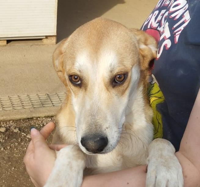 Hund in Vermittlung bei PfotenFreunde Sardinien e.V. - Porche
