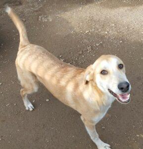 Hund in Vermittlung bei PfotenFreunde Sardinien e.V. - Porche