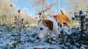 Simba_Jan23_5