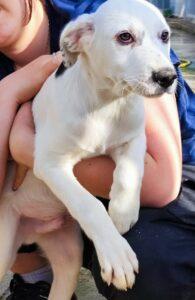 Hund in Vermittlung bei PfotenFreunde Sardinien e.V. - Toro