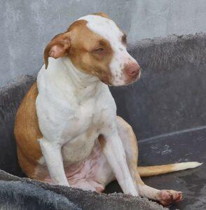 Hund in Vermittlung bei PfotenFreunde Sardinien e.V. - Venus