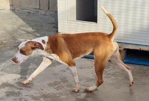 Hund in Vermittlung bei PfotenFreunde Sardinien e.V. - Venus