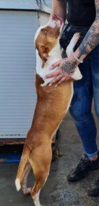 Hund in Vermittlung bei PfotenFreunde Sardinien e.V. - Venus