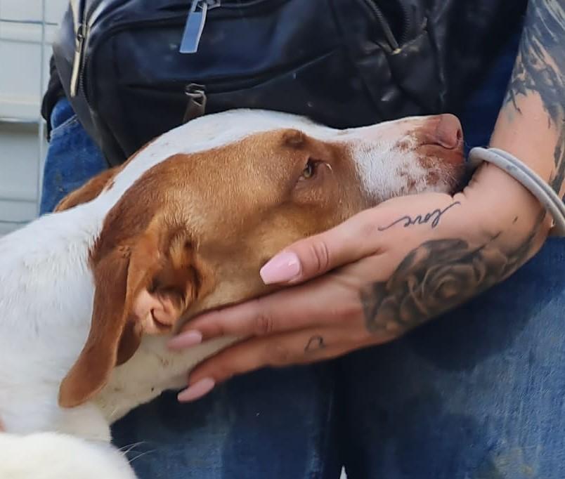 Hund in Vermittlung bei PfotenFreunde Sardinien e.V. - Venus