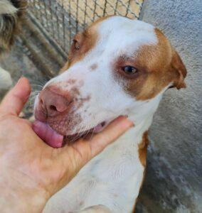 Hund in Vermittlung bei PfotenFreunde Sardinien e.V. - Venus