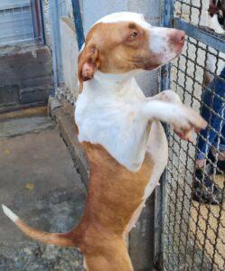 Hund in Vermittlung bei PfotenFreunde Sardinien e.V. - Venus