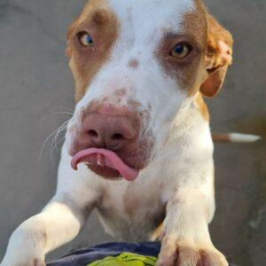 Hund in Vermittlung bei PfotenFreunde Sardinien e.V. - Venus