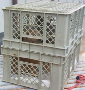 S-Welpen3_02-23