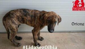 Orione_LIDA