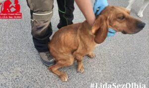 Adina-LIDA3_06-23