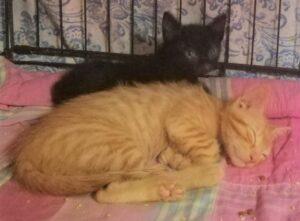 Mango und Milo