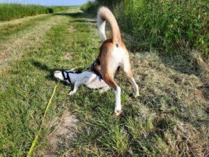 Simba_Jun23_3