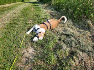 Simba_Jun23_4