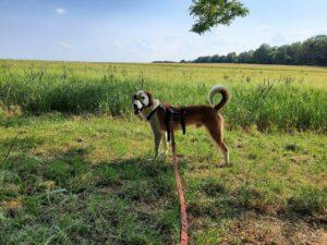 Simba_Jun23_5