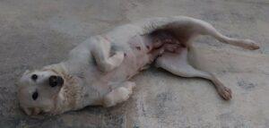 Pupi4_07-23