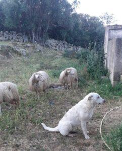 Pupi7_07-23