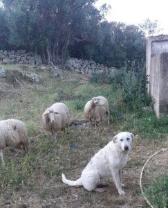 Pupi8_07-23