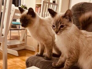Romeo und Rosino SOS 3