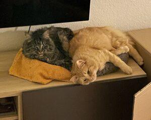 Bello und Leni_1_