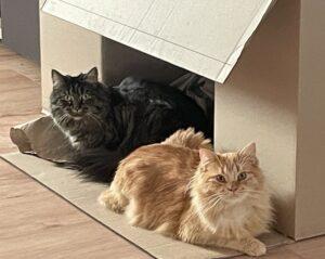 Bello und Leni_4_