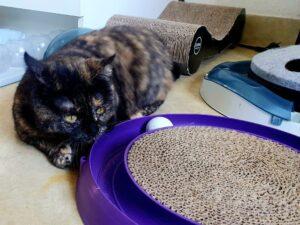 Francy_PS_05-26_2