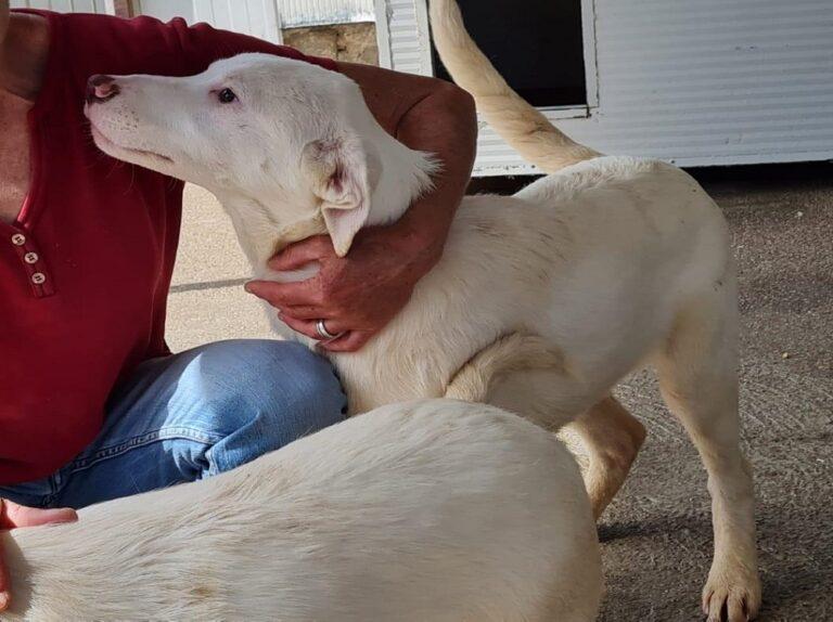 Gitano
