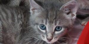 Evi