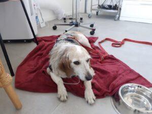 Hund in Not