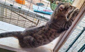 Catella_10.2025_2