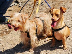 Molly und Spilla